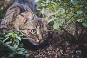How To Keep Cats Out Of The Garden-a-cat How To Keep Cats Out Of The Garden-a-cat