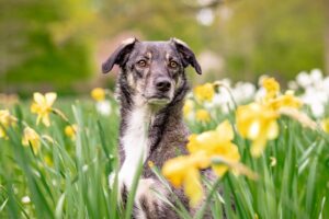 How To Keep Dogs Out Of Your Garden-a-dog-in-the-garden How To Keep Dogs Out Of Your Garden-a-dog-in-the-garden
