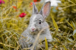 How To Keep Rabbits Out Of The Garden-a-rabbit How To Keep Rabbits Out Of The Garden-a-rabbit