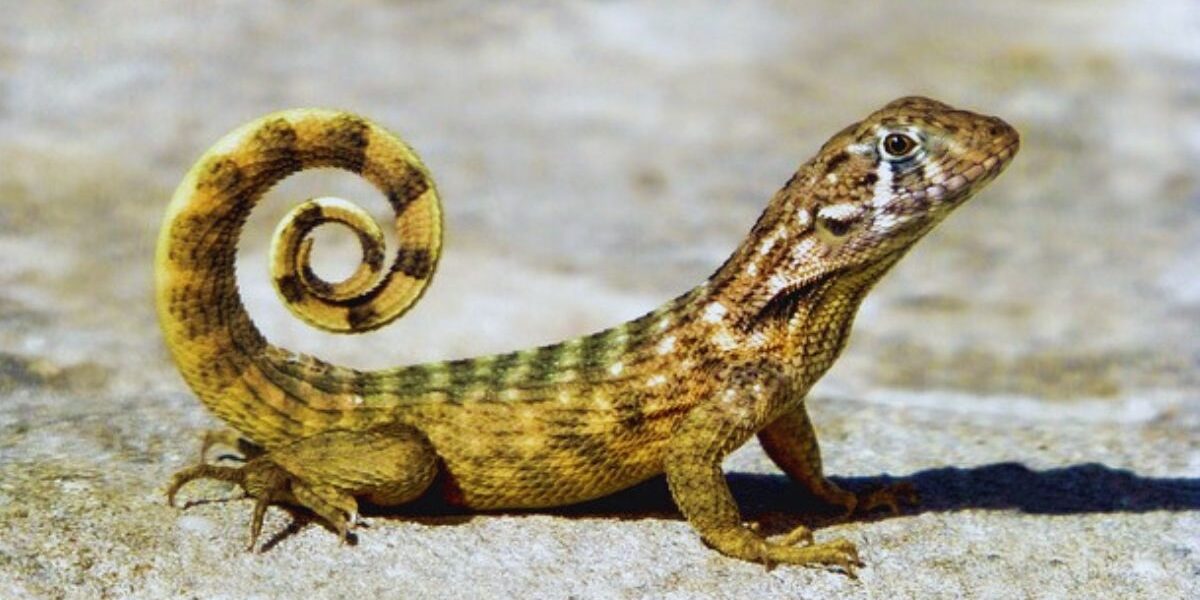 How To Get Rid Of Lizards In The Home-a-lizard