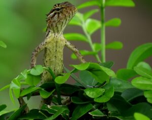 How To Get Rid Of Lizards In The Yard-a-lizard How To Get Rid Of Lizards In The Yard-a-lizard
