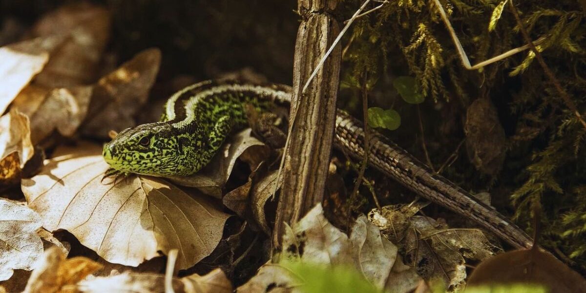 How To Get Rid Of Lizards In The Yard-a-lizard