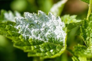 How To Treat Powdery Mildew-powdery-mildew-fungas How To Treat Powdery Mildew-powdery-mildew-fungas