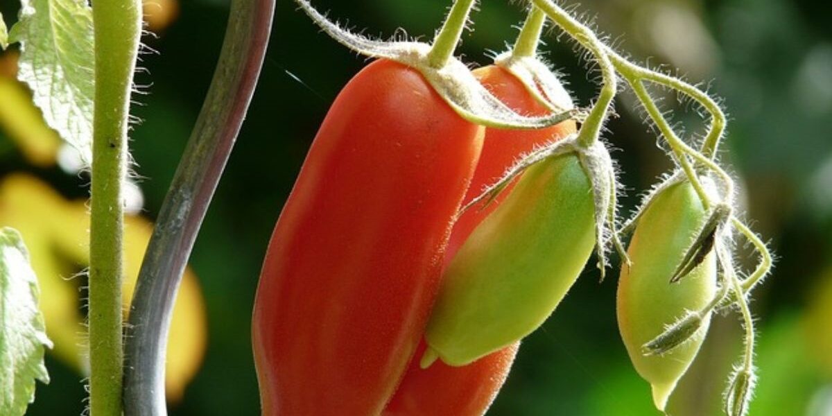 How To Treat Powdery Mildew-a-tomato-plant