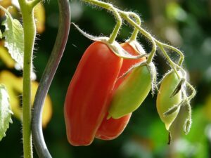 How To Treat Powdery Mildew-a-tomato-plant How To Treat Powdery Mildew-a-tomato-plant