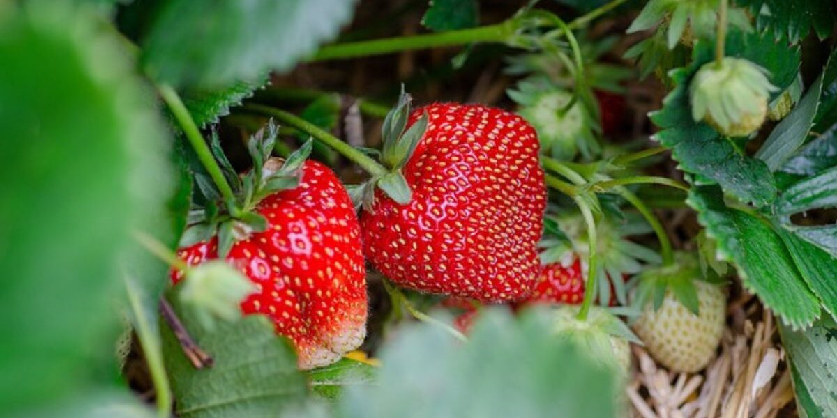 Baking Soda In The Garden-Strawberries