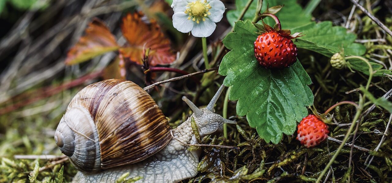 Fall Garden Pests In South Florida-a-snail-garden-pest