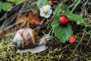 Fall Garden Pests In South Florida-a-snail-garden-pest Fall Garden Pests In South Florida-a-snail-garden-pest