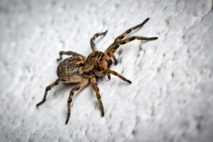 How Get Rid Of Bugs IIndoor-a-spider How Get Rid Of Bugs IIndoor-a-spider