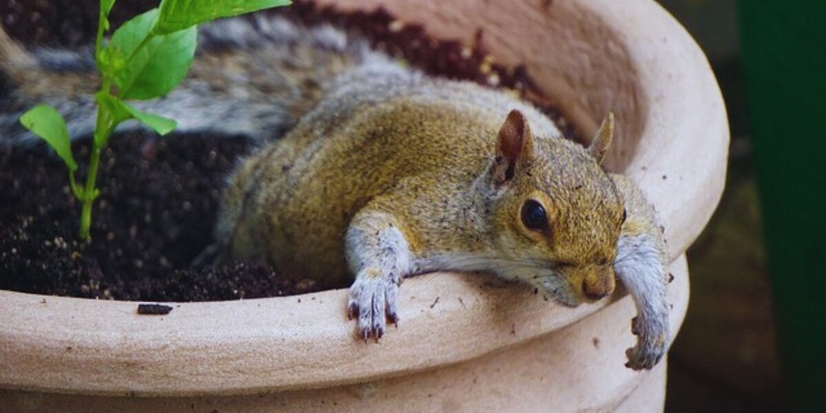 How To Keep Squirrels Out Of The Garden-a-squirrel-rodent pest