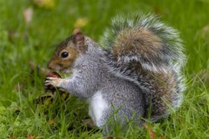 How To Keep Squirrels Out Of The Garden How To Keep Squirrels Out Of The Garden-a-squirrel