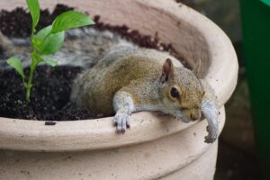 How To Keep Squirrels Out Of Potted Plants-a-squirrel-in-a-plant-pot How To Keep Squirrels Out Of Potted Plants-a-squirrel-in-a-plant-pot
