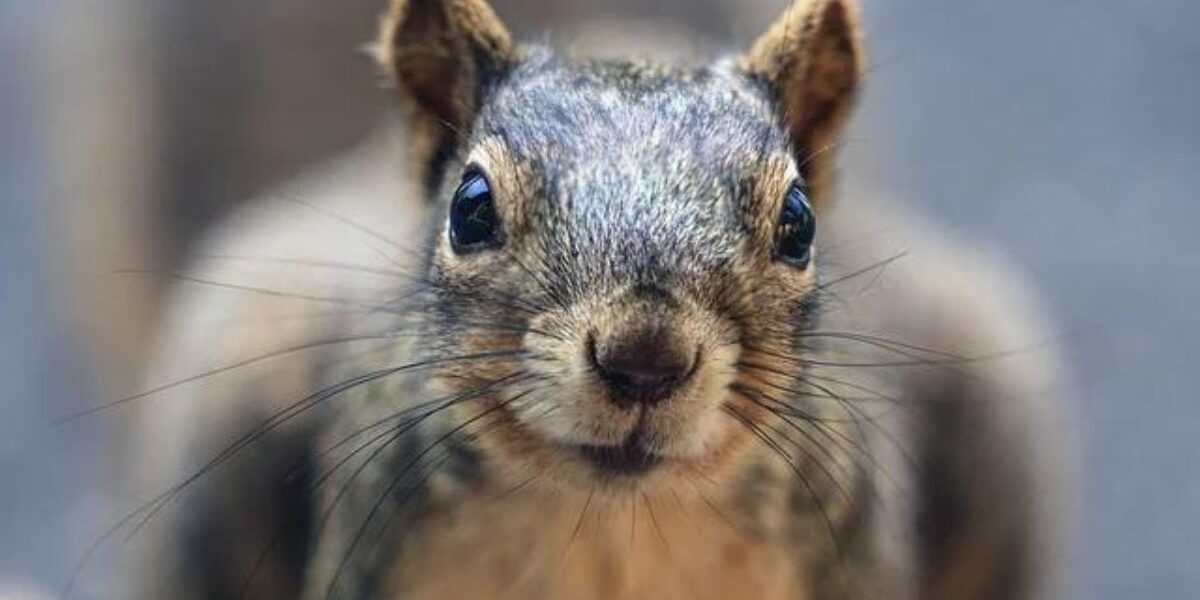 How To Keep Squirrels Out Of The Garden-a-squirrel-rodent pest