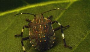 Winter Garden Pest Control-a-stink-bug-insect-pest Winter Garden Pest Control-a-stink-bug-insect-pest