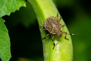 How To Get Rid of Stink Bugs In Your House-a-stink-bug-insect-pest How To Get Rid of Stink Bugs In Your House-a-stink-bug-insect-pest