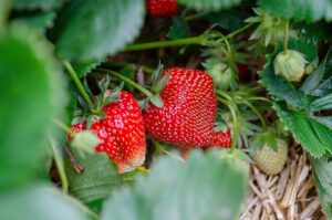 Baling Soda In The Garden-strawberries Baling Soda In The Garden-strawberries
