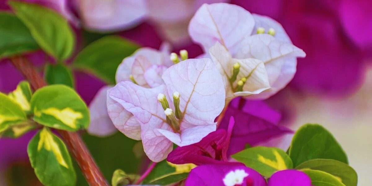 Bougainvillea Looper Caterpillar bougainvillea-flowering-plants