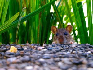 How To Keep Rats Out Of Your Garden-a-rat-rodent-pest How To Keep Rats Out Of Your Garden-a-rat-rodent-pest