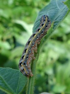 Fall Armyworm Control In South Florida-fall-armyworm Fall Armyworm Control In South Florida-fall-armyworm