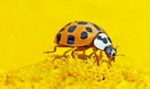 How To Get Rid Of Asian Beetles How To Get Rid Of Asian Beetles