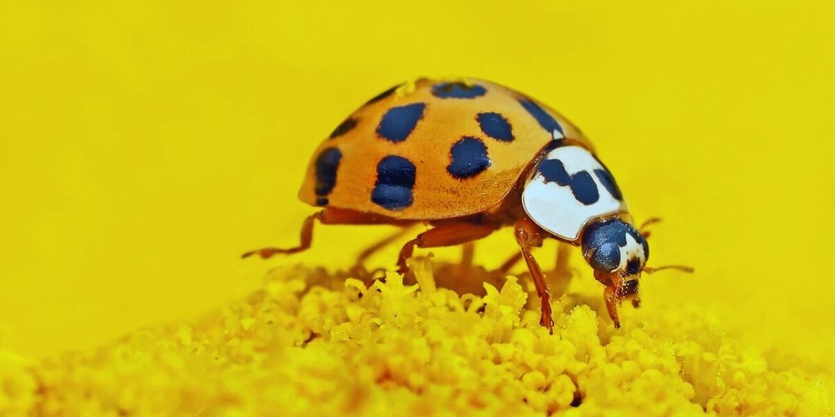 How To Get Rid Of Asian Beetles-A Asian lady beetle