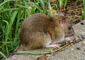How To Keep Rats Out Of Your Garden-a-rat-rodent-pest How To Keep Rats Out Of Your Garden-a-rat-rodent-pest