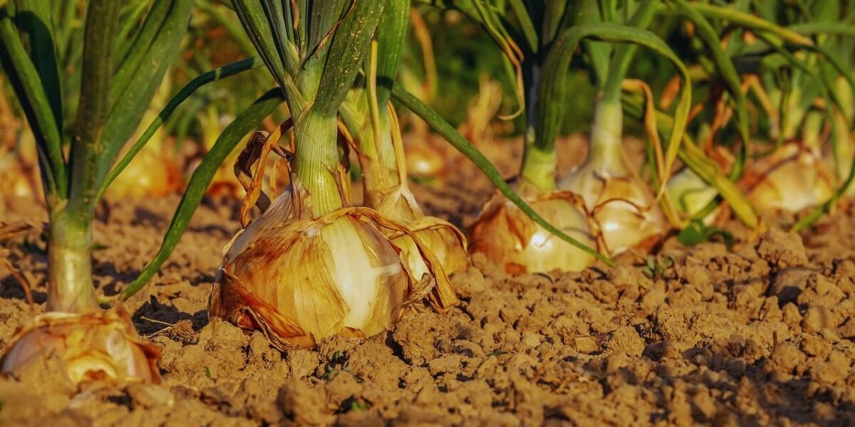 Fall Armyworm Control In South Florida-onions