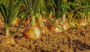Plants Japanese Beetles Hate-onion Plants Japanese Beetles Hate-onion