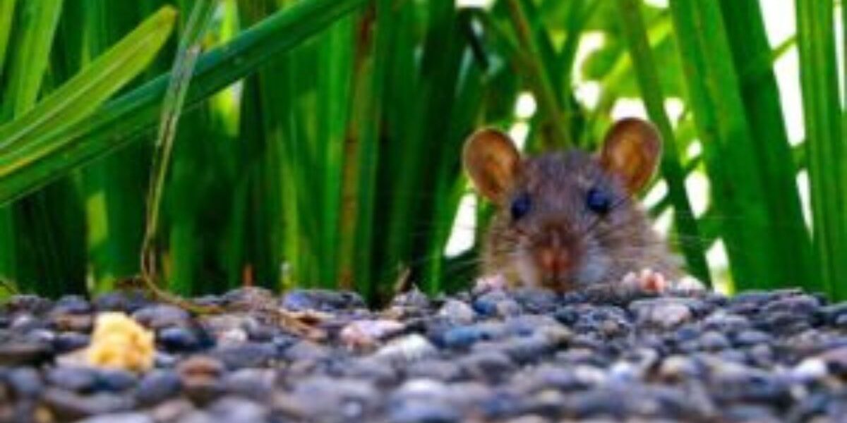 How To Keep Rats Out Of Your Garden-a-rat-rodent-pest