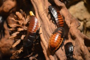 How To Control Fall Cockroaches-roaches How To Control Fall Cockroaches-roaches