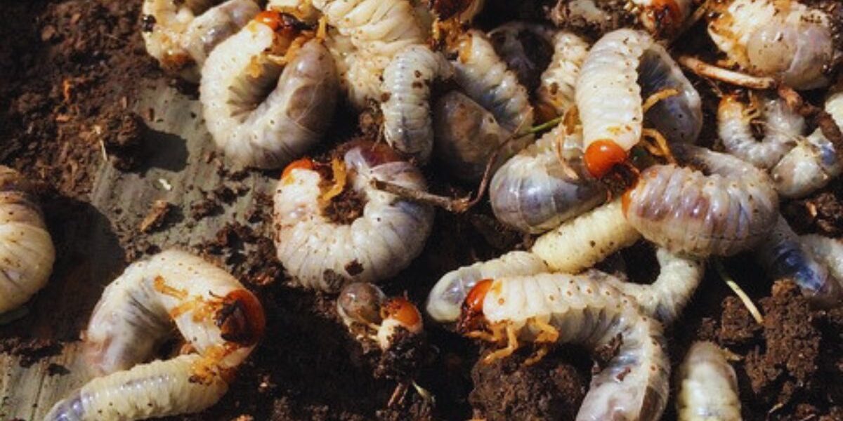 How To Control Lawn Grubs-grub-insect-pest