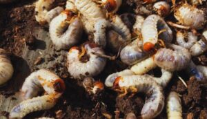 How To Identify Common Garden Pests-white-grub-garden-pests