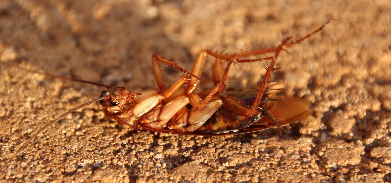 DIY Solutions To Kill Cockroaches Fast