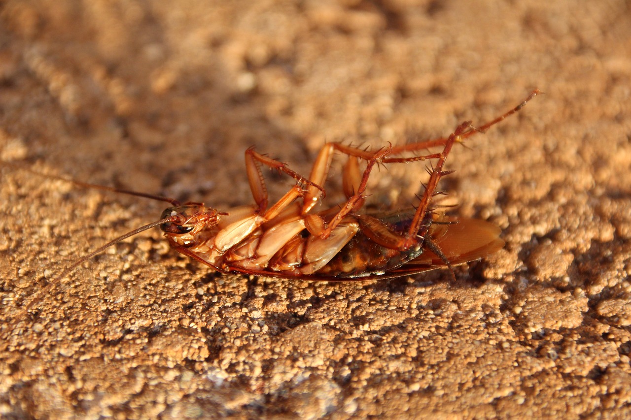 DIY Solutions To Kill Cockroaches Fast DIY Solutions To Kill Cockroaches Fast