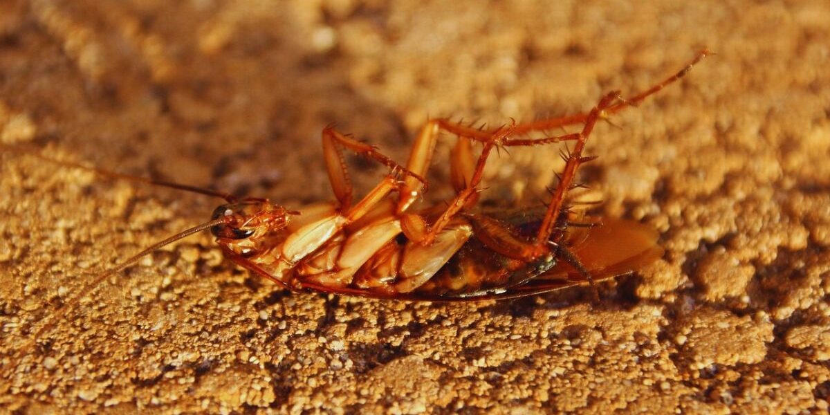 Brown Banded Cockroach Control