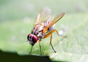 How To Get Rid Of Fruit Flies In The House-a-fruit-fly-insect -How To Get Rid Of Fruit Flies In The House-a-fruit-fly-insect
