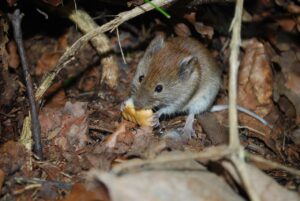 How To Keep Mice Out Of Cars In Winter-a-mice-feeding How To Keep Mice Out Of Cars In Winter-a-mice-feeding