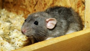 How To Get Rid Of Rats In Walls-a-rat-rodent-pest How To Get Rid Of Rats In Walls-a-rat-rodent-pest
