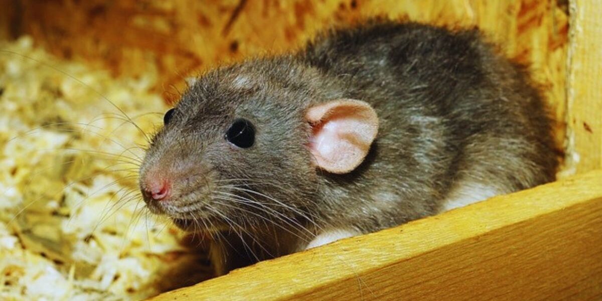 How To Get Rid Of Rats In Walls-a-rat-roent-pest