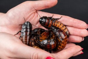 How to Get Rid of Roaches In Your Car-roach-inect-pests