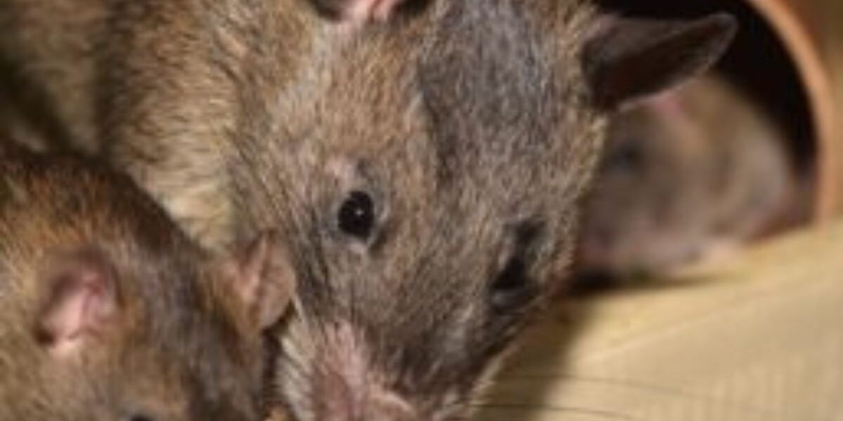 How To Get Rid Of Rats In The House-rat-rodent-pests