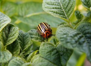 Colorado Potato Beetle Control-colorado-potato-beetle-insect