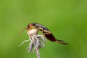 How To Get Rid Of Earwigs In The Garden-an-earwig-insect-pest