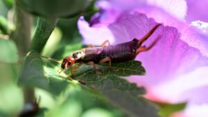 How To Get Rid Of Earwigs In The Garden-an-earwig-insect-pest