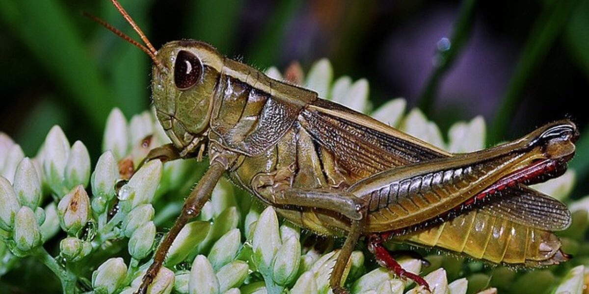 How to Control Winter Garden Pests-a grasshopper