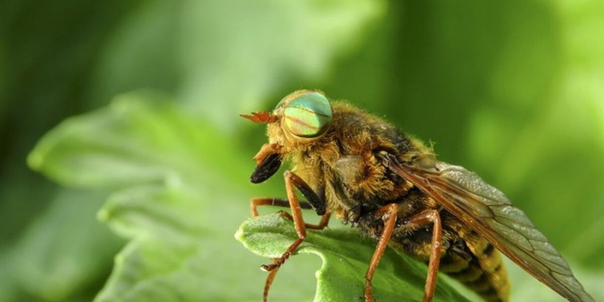 How To Get Rid Of Horse Flies-horse-fly-insect-pest