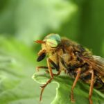 How To Get Rid Of Horse Flies-horse-fly-insect-pest