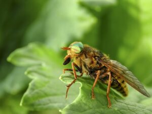 How To Get Rid Of Horse Flies-a-horse-fly How To Get Rid Of Horse Flies-a-horse-fly