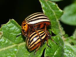 Colorado Potato Beetle Control-colorado-potato-beetle-insect-pests