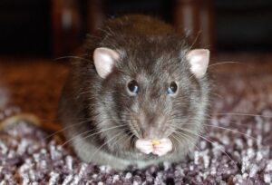 Indoor Pest Control-a-rat-rodent-pest Indoor Pest Control-a-rat-rodent-pest